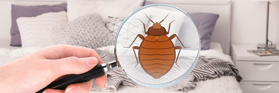 All-State Pest & Lawn Bed Bug Services, Memphis, TN