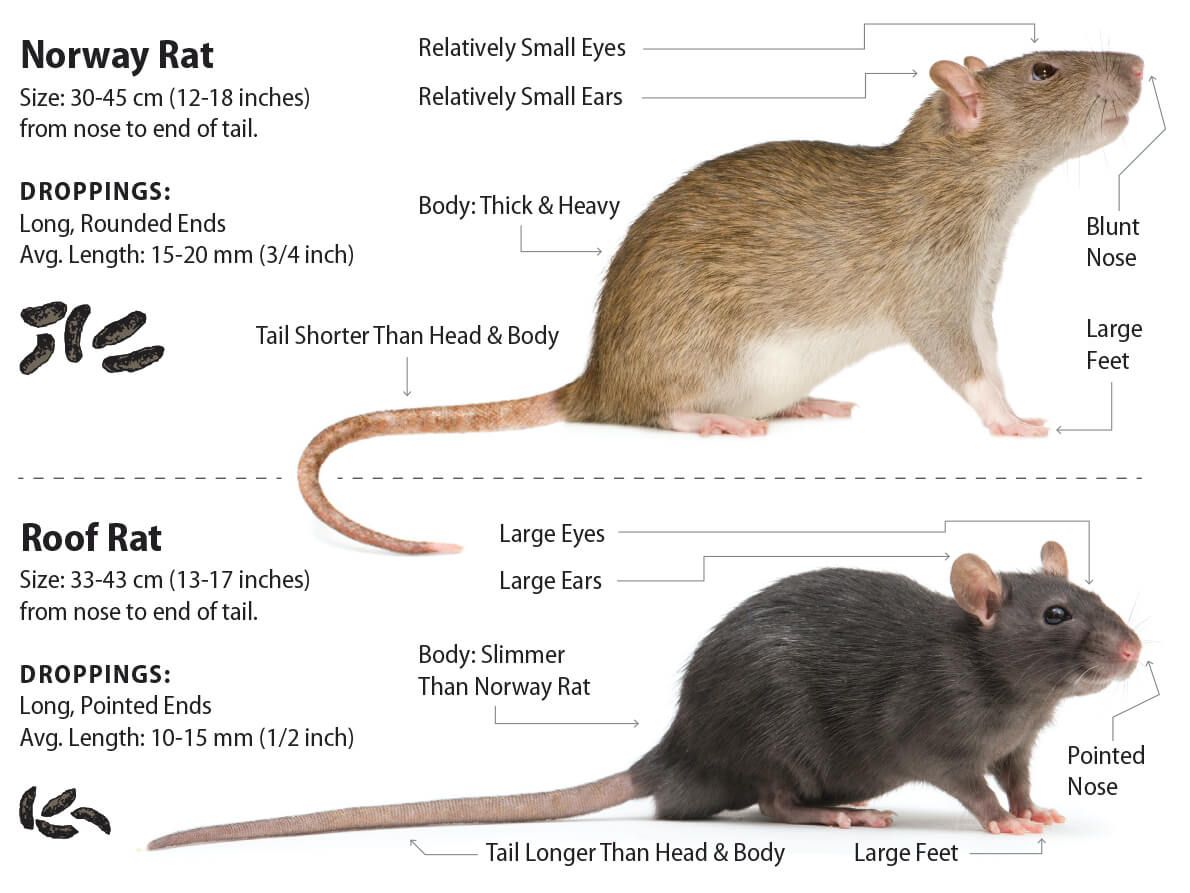 Roof Rat and Norway Rat Differences