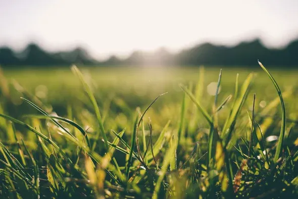 Green Bermuda Grass in Memphis, Tn with No Weeds