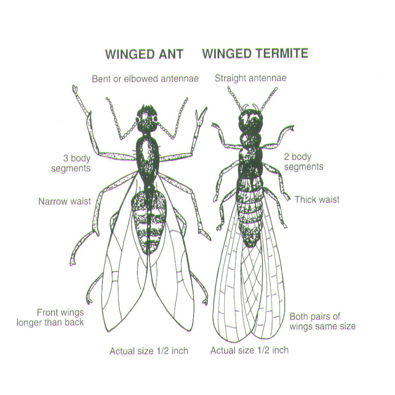 Termite Control Services Cordova, TN - All-State Pest and Lawn